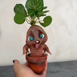 MANDRAGORA GRANDE
